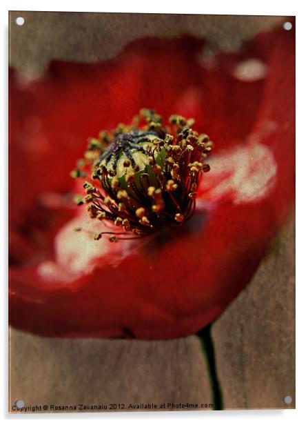 Poppies By Nature Acrylic by Rosanna Zavanaiu