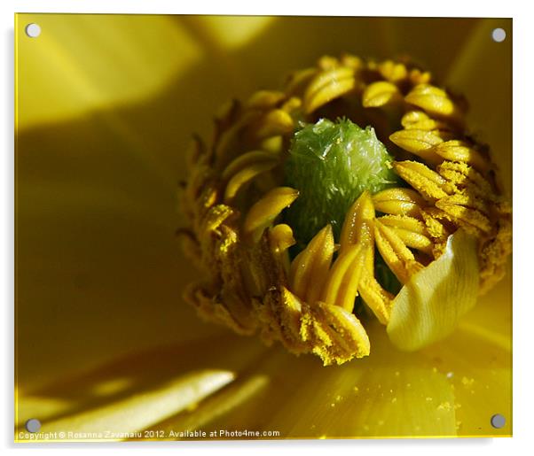 Ranunculus Macro. Acrylic by Rosanna Zavanaiu