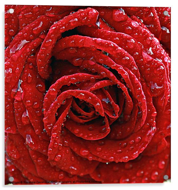 Rose raindrops Acrylic by Rosanna Zavanaiu