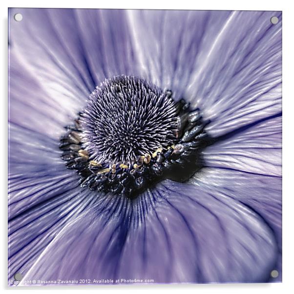 Anemone close up. Acrylic by Rosanna Zavanaiu