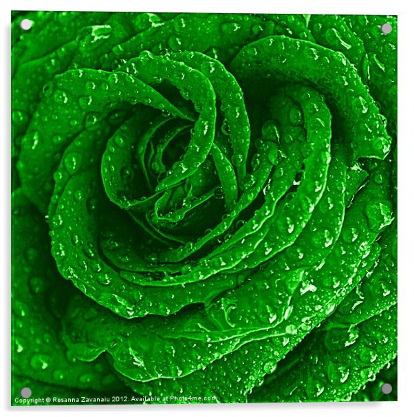 Green Rose Raindrops. Acrylic by Rosanna Zavanaiu