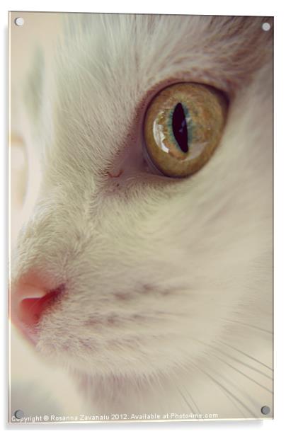 Cat Portrait. Acrylic by Rosanna Zavanaiu