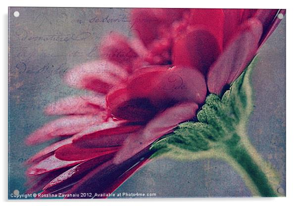 Gerbera Floral 2. Acrylic by Rosanna Zavanaiu