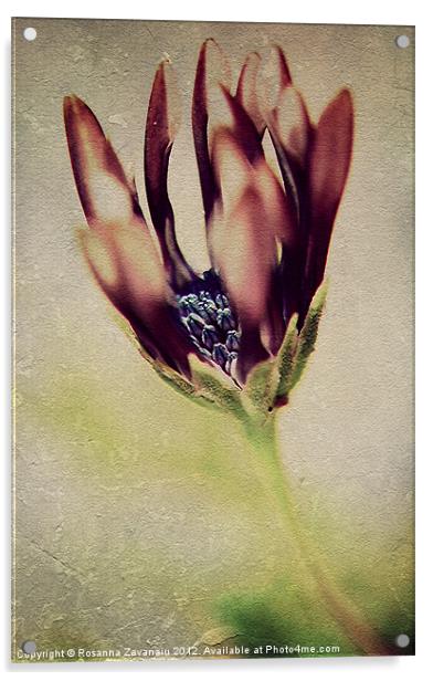 Osteospermum Textures. Acrylic by Rosanna Zavanaiu
