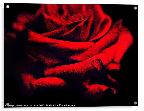 Red Rose. Acrylic by Rosanna Zavanaiu