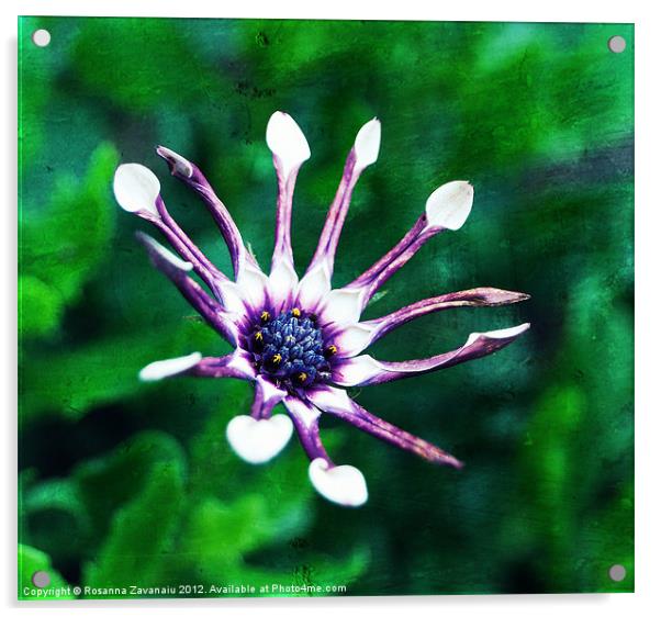 Osteospermum Florals. Acrylic by Rosanna Zavanaiu