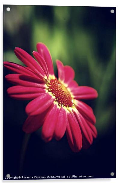 Pink Daisy. Acrylic by Rosanna Zavanaiu
