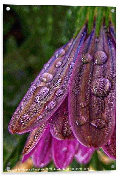 Purple Raindrops Acrylic by Rosanna Zavanaiu