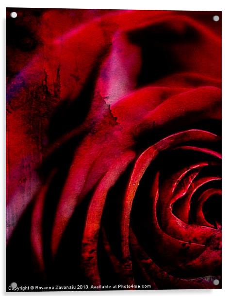 A Rose For You. Acrylic by Rosanna Zavanaiu
