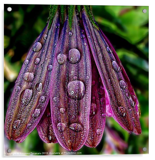 Purple Raindrops Acrylic by Rosanna Zavanaiu