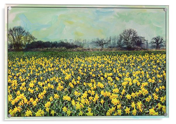 Spring Daffodil Field. Acrylic by Rosanna Zavanaiu