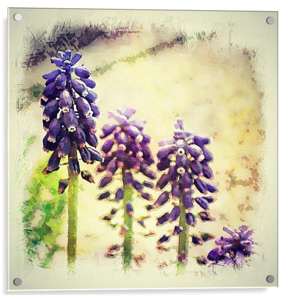 Muscari Painterly Acrylic by Rosanna Zavanaiu