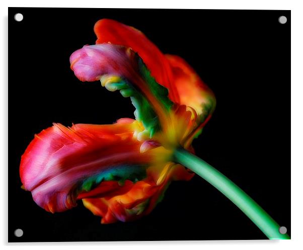Just Tulips. Acrylic by Rosanna Zavanaiu