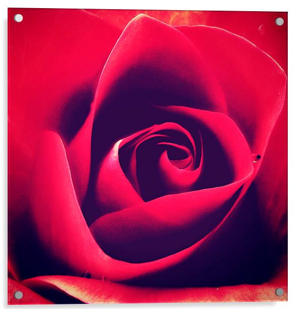  Rose Love . Acrylic by Rosanna Zavanaiu