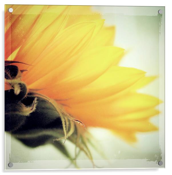  Sunflower Delight Acrylic by Rosanna Zavanaiu