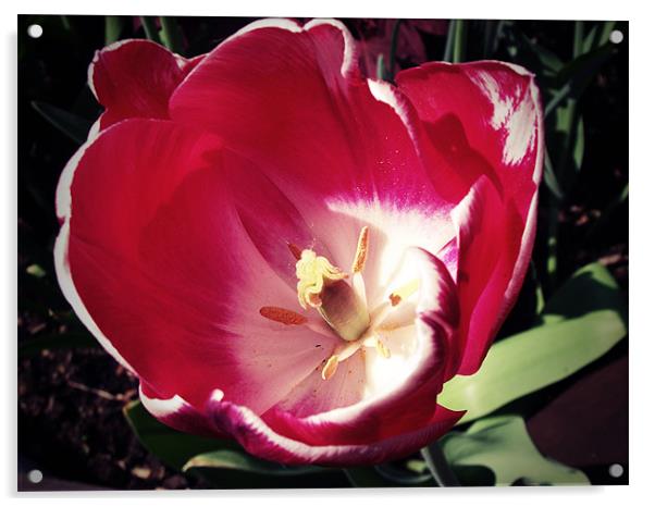 Red Tulip Acrylic by Christine Jeffrey