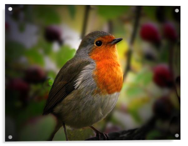 Posing Robin Acrylic by Christine Jeffrey