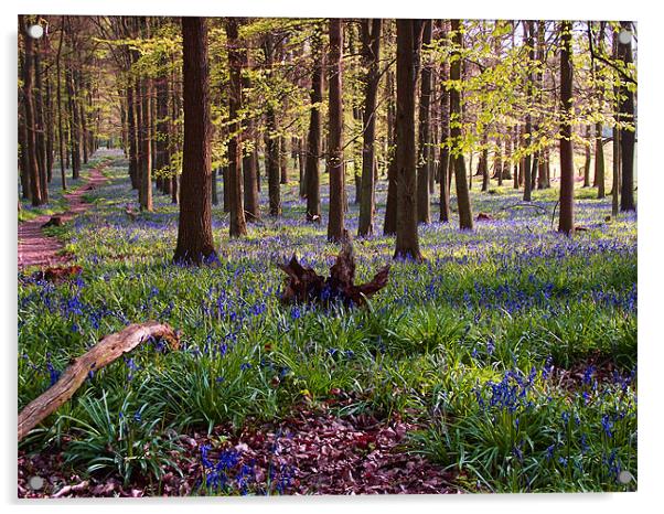 Bluebell Woodland Acrylic by Christine Jeffrey