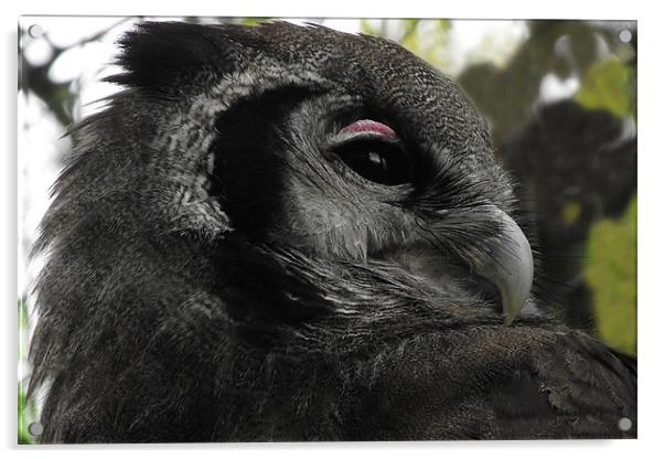 Milky Eagle Owl Acrylic by Christine Jeffrey