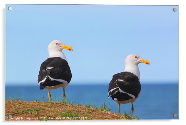 Pair of Sea Gulls birds Acrylic by craig sivyer