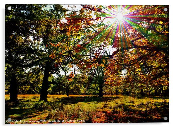 Autumn woodland Acrylic by Sean Wareing