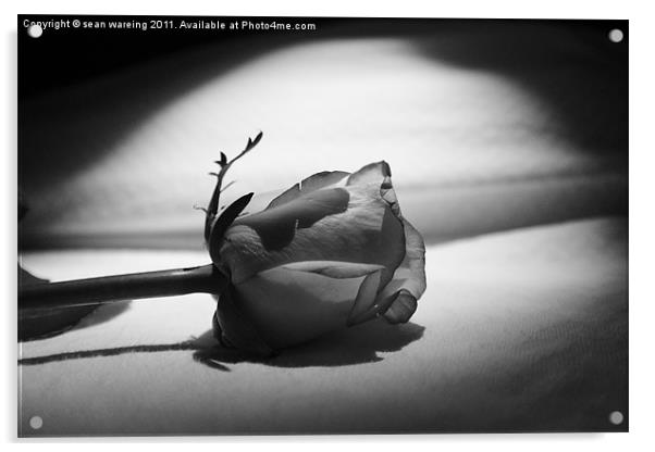 Single white rose Acrylic by Sean Wareing