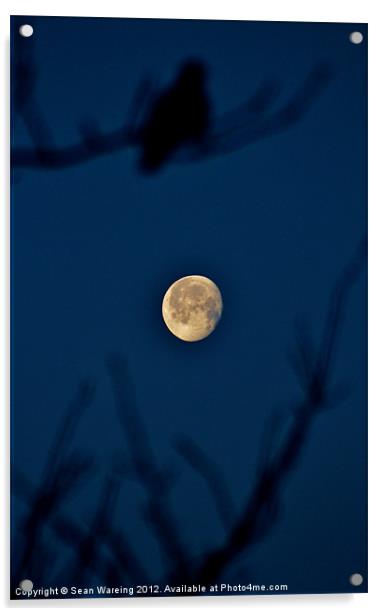 Sleepy Moon Acrylic by Sean Wareing