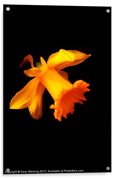 Daffodil on black Acrylic by Sean Wareing