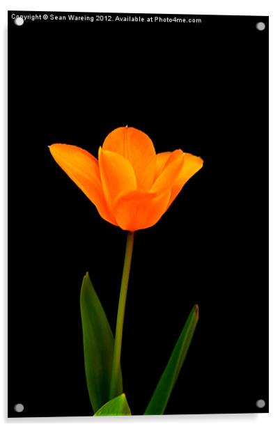 Tulip on black Acrylic by Sean Wareing