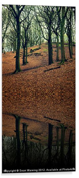 Forest Reflections Acrylic by Sean Wareing
