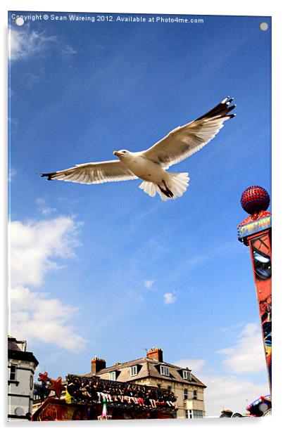 Seagull at the fair Acrylic by Sean Wareing
