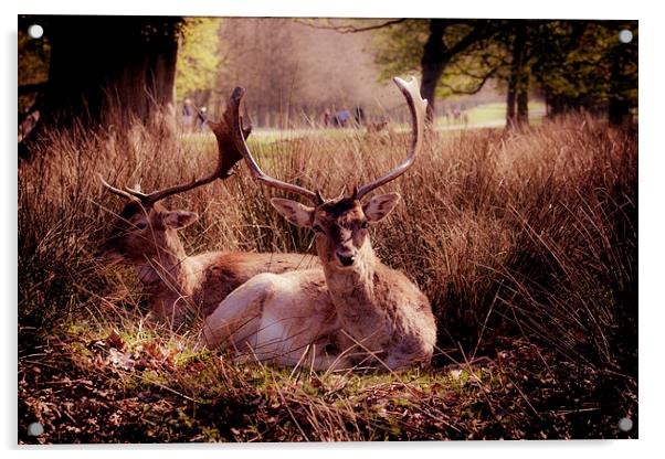 Sika Deer Acrylic by Sean Wareing