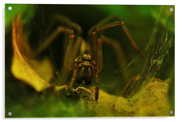 Spider Acrylic by Sean Wareing