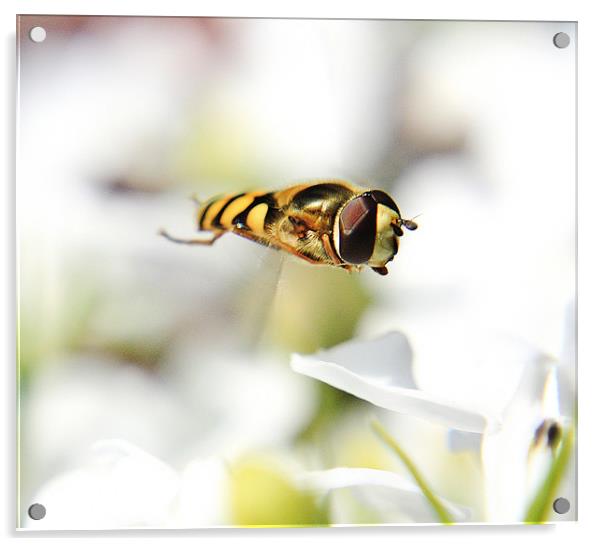 Hoverfly Acrylic by Sean Wareing