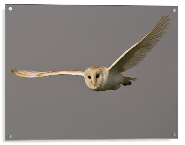 Barn Owl Acrylic by Don Davis