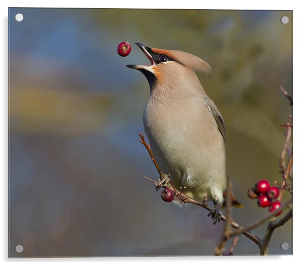 Waxwing Acrylic by Don Davis