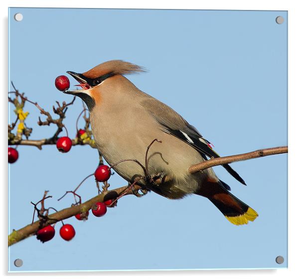 Waxwing 2 Acrylic by Don Davis