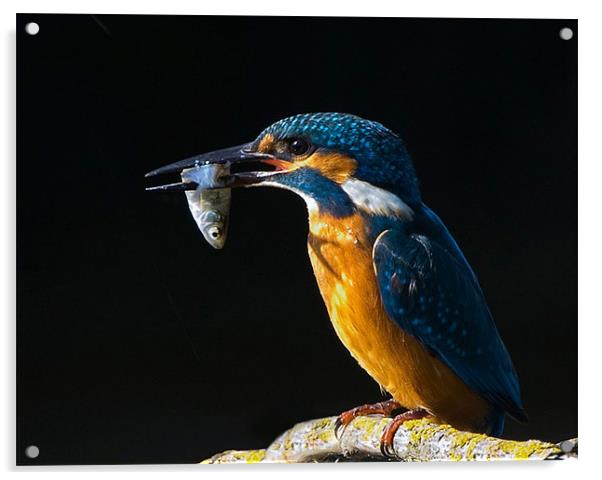 Kingfisher Acrylic by Don Davis