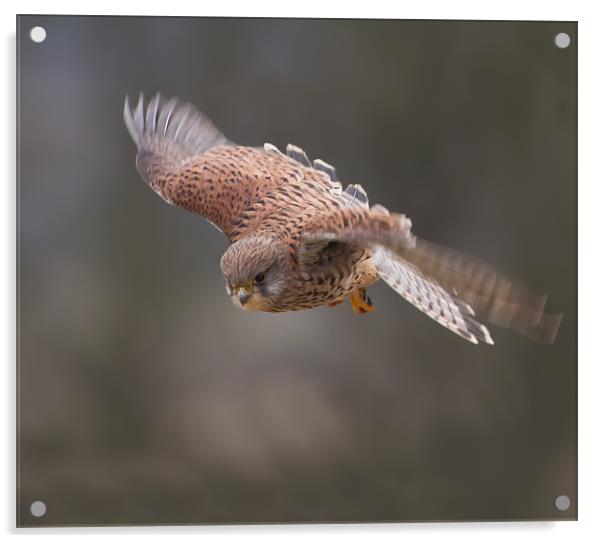 Kestrel. Acrylic by Don Davis