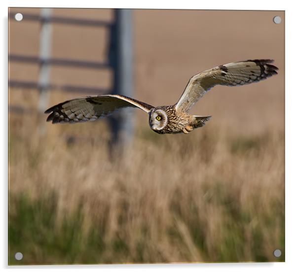 Short - Eared Owl. Acrylic by Don Davis