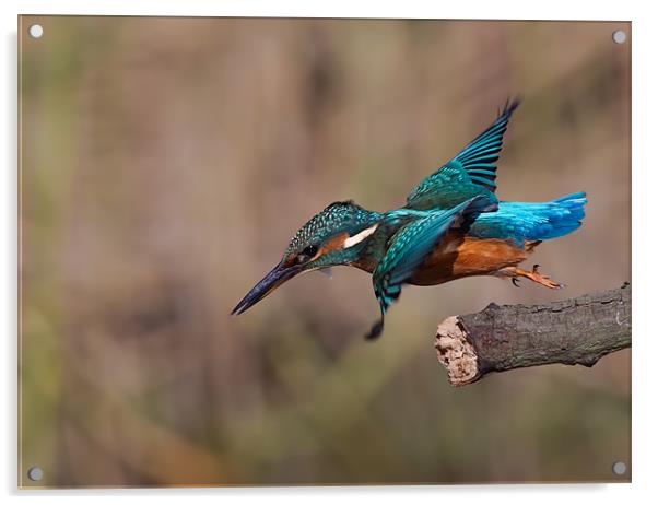 Kingfisher Acrylic by Don Davis