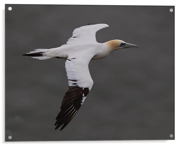 Gannet. Acrylic by Don Davis