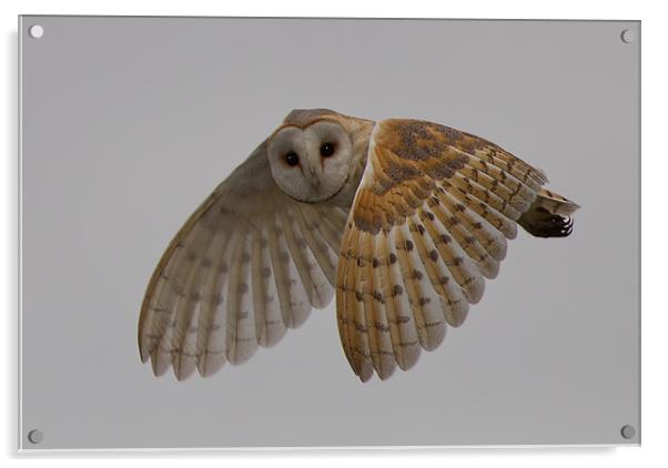 Barn Owl. Acrylic by Don Davis