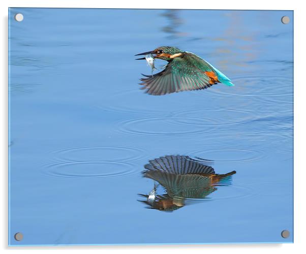 Kingfisher / Reflection. Acrylic by Don Davis