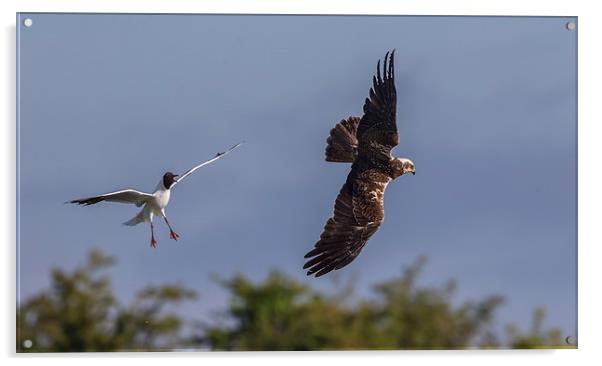  Gull / Harrier Acrylic by Don Davis