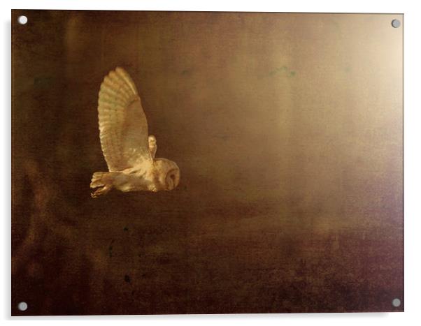 Barn Owl. Acrylic by Don Davis