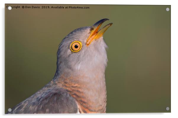 Cuckoo Acrylic by Don Davis