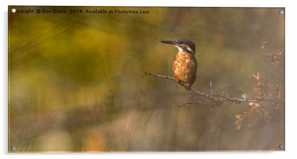 Kingfisher Acrylic by Don Davis