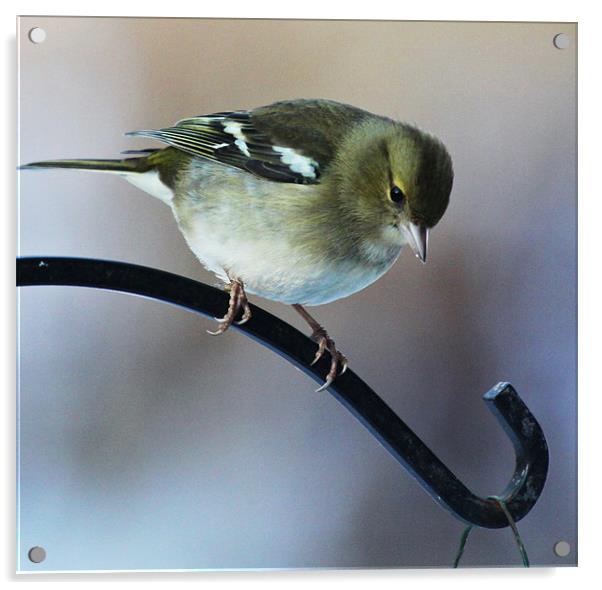 Female Chaffinch Acrylic by peter tachauer
