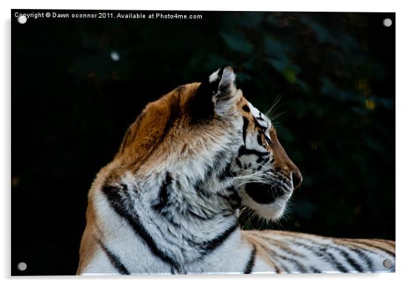 Tiger, Panthera tigris tigris Acrylic by Dawn O'Connor